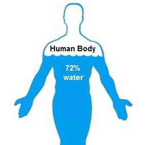 Water-in-human-body-chart
